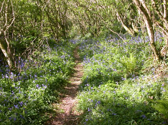 Bluebell wood