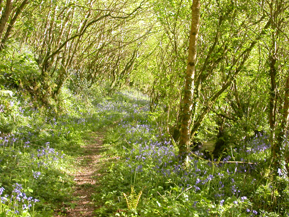 Bluebell wood