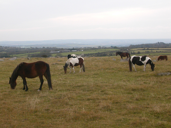 Moor ponies