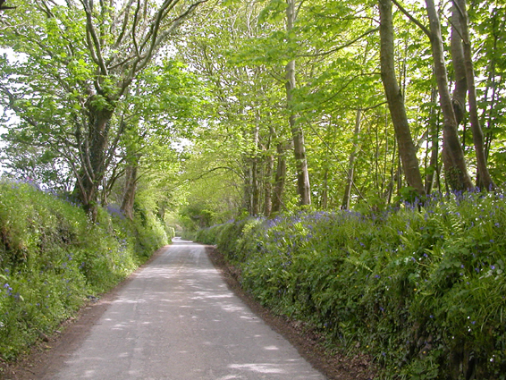 Country lane